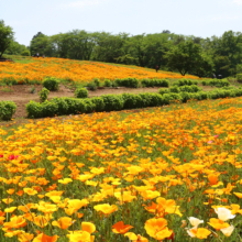 花の里ハナビシソウ園