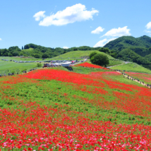 天空のポピー2018の画像