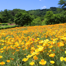 花の里ハナビシソウ園の画像