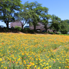 花の里ハナビシソウ園の画像