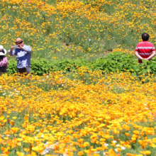 花の里ハナビシソウ園の画像