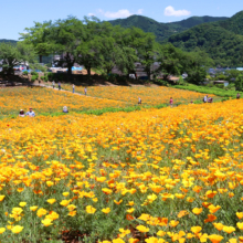 花の里ハナビシソウ園の画像