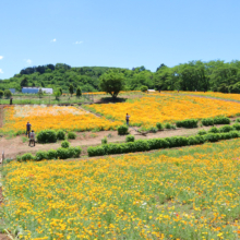 花の里ハナビシソウ園の画像