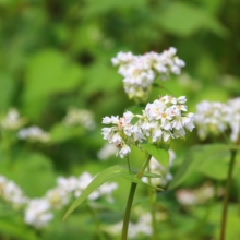 花見の里そばの花