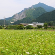 花見の里そばの花