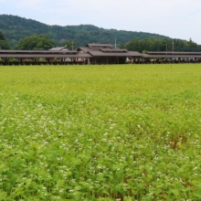 花見の里そばの花