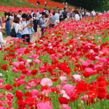 天空のポピー2018の画像