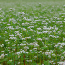 ちちぶ花見の里そばの花の画像