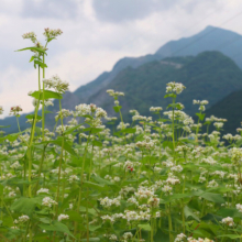 ちちぶ花見の里そばの花の画像