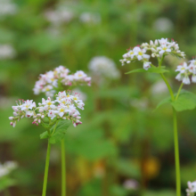 ちちぶ花見の里そばの花の画像