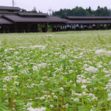 ちちぶ花見の里そばの花の画像