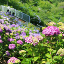 美の山公園アジサイの画像