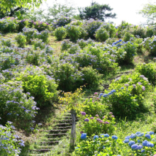 美の山公園アジサイの画像