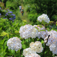 美の山公園アジサイの画像