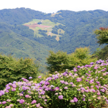 美の山公園アジサイの画像