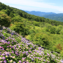 美の山公園アジサイの画像