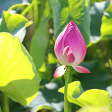 荒川日野花ハス園の画像