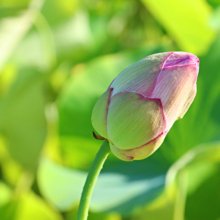 荒川日野花ハス園の画像