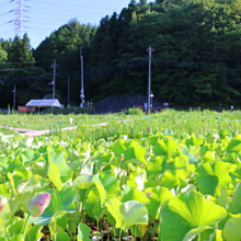 荒川日野花ハス園の画像