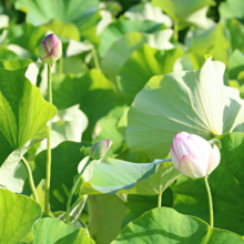 荒川日野花ハス園の画像