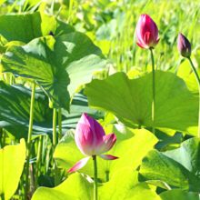 荒川日野花ハス園の画像