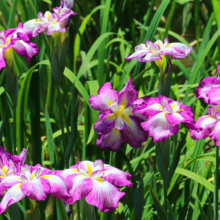 両神花菖蒲園の画像