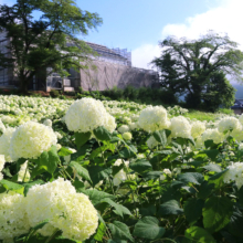 花の里アナベルの画像