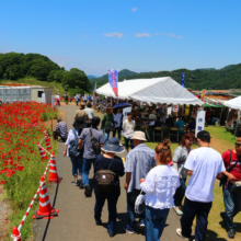 天空のポピー2018の画像