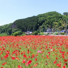 三沢ポピー街道