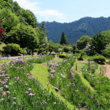 両神花菖蒲園の画像