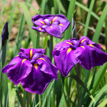 両神花菖蒲園の画像