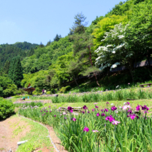 両神花菖蒲園の画像