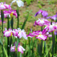 両神花菖蒲園の画像