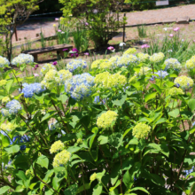 両神花菖蒲園の画像