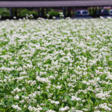 ちちぶ花見の里 そばの花の画像