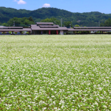 ちちぶ花見の里 そばの花の画像