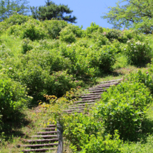 美の山公園アジサイ