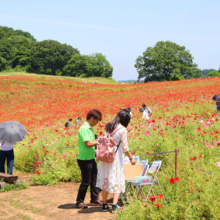 天空のポピー2018の画像