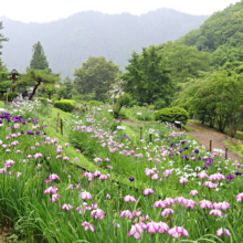 両神花しょうぶ園の画像