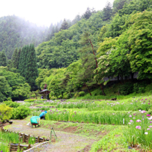 両神花しょうぶ園の画像