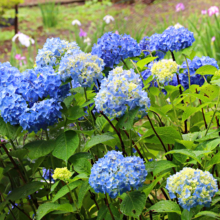 両神花しょうぶ園アジサイの画像