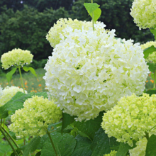 花の里アナベル