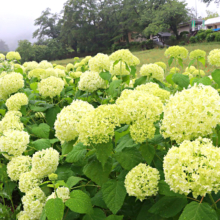 花の里アナベル