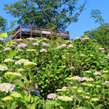 美の山公園アジサイ