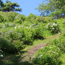 美の山公園アジサイ