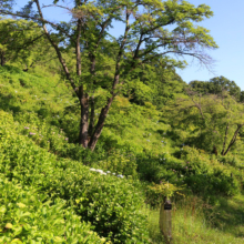 美の山公園アジサイ