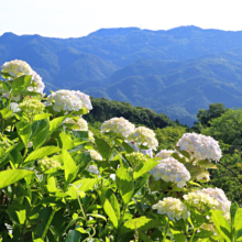 美の山公園アジサイ