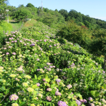 美の山公園アジサイ