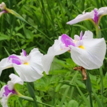 羊山公園花菖蒲の画像