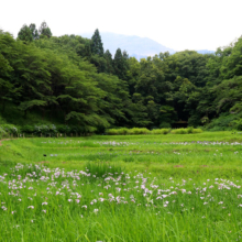 羊山公園花菖蒲の画像